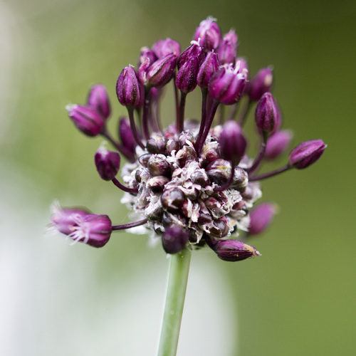Allium scorodoprasum