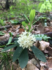 Daphne blagayana