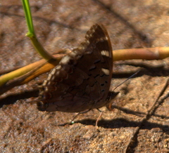 Charaxes guderiana guderiana