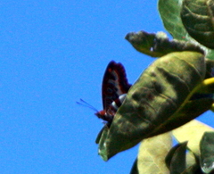 Charaxes druceanus proximans