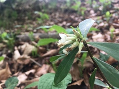 Daphne blagayana
