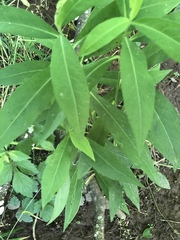 Amsonia tabernaemontana
