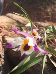 Dendrobium