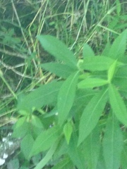 Amsonia tabernaemontana