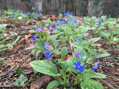 Omphalodes verna