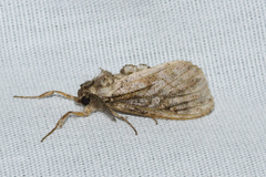Dasychira atrivenosa