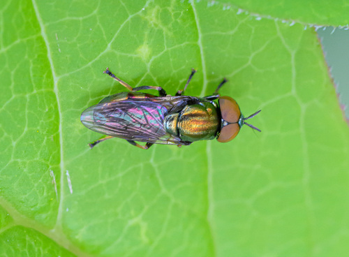 Orthonevra intermedia