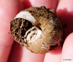 Helminthoglypta arrosa