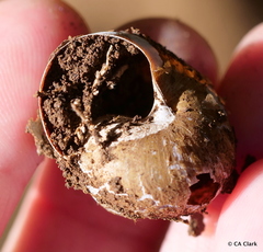 Helminthoglypta arrosa