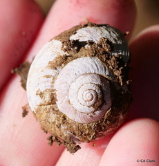 Helminthoglypta arrosa