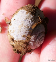 Helminthoglypta arrosa