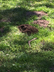 Microtus californicus