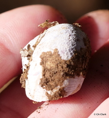 Helminthoglypta arrosa