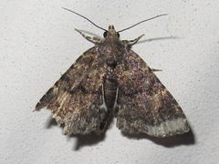 Metalectra miserulata