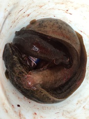 Cebidichthys violaceus