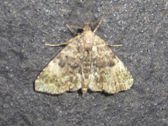 Metalectra miserulata