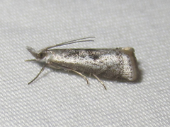 Microcrambus croesus