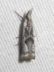 Microcrambus croesus