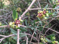 Periploca laevigata angustifolia