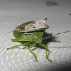 Microcrambus croesus