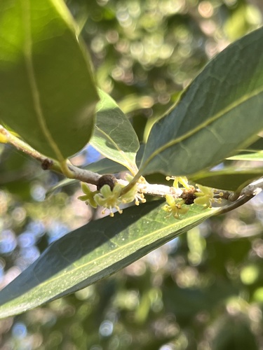 Drypetes diversifolia, photograph 5