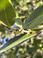 Drypetes diversifolia, photograph author not stated, no rights reserved