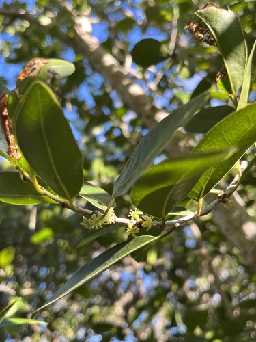 Drypetes diversifolia, photograph 4