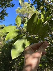 Drypetes diversifolia, photograph author not stated, no rights reserved