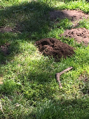 Microtus californicus