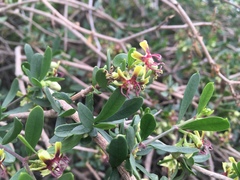 Periploca laevigata angustifolia