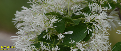 Chionanthus retusus