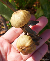 Ipomoea violacea