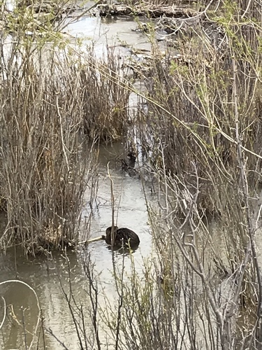 American Beaver photographed in Wyoming