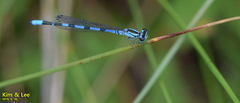 Coenagrion johanssoni