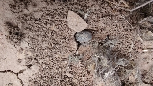 Trogidae