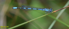 Coenagrion johanssoni