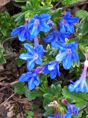 Lithodora