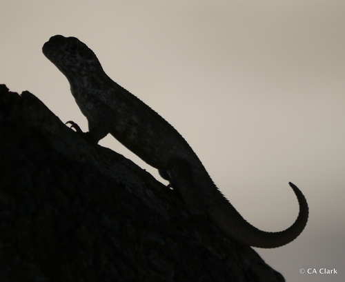 Cayman Curly-Tailed Lizard
