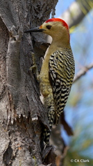 Melanerpes superciliaris