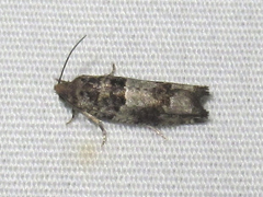 Pseudexentera knudsoni