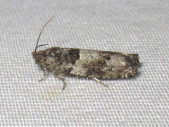Pseudexentera knudsoni