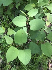 Reynoutria japonica