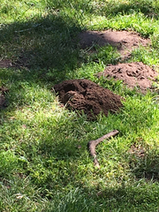 Microtus californicus