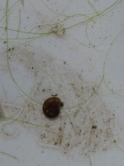 Discus rotundatus