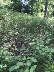 Reynoutria japonica