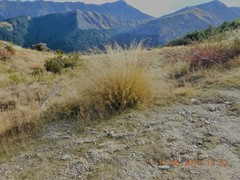 Chionochloa rigida rigida