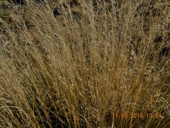 Chionochloa rigida rigida
