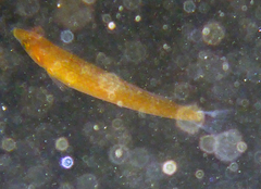 Halichoeres californicus