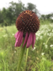 Echinacea atrorubens