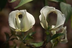 Cornus florida urbiniana